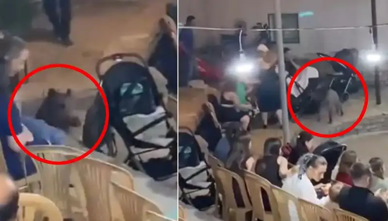 Düğün Törenine Saldıran Yaban Domuzu, Misafirleri Şaşkına Çevirdi