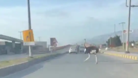 Hatay'da Trafikte Devekuşu Görüntüleri Sosyal Medyada Olay Oldu