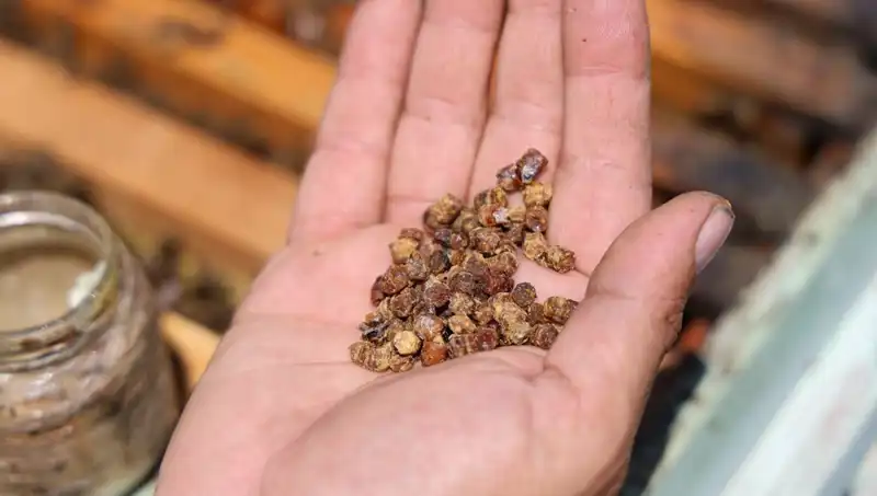 Eskiden Çöpe Giden, Şimdi Kilosu 3 Bin TL Olan Protein Kaynağı