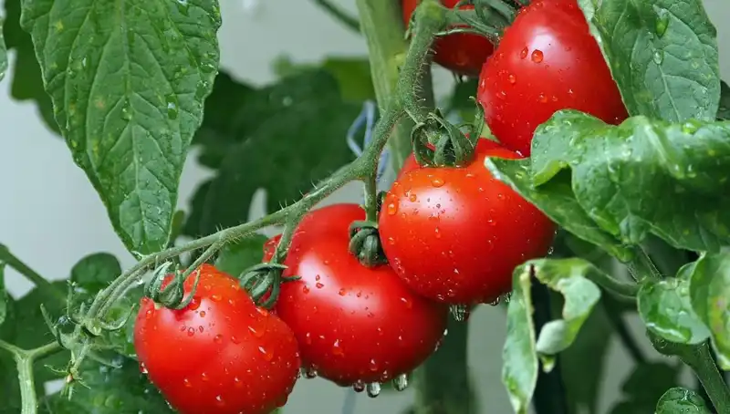 Milyonlarca Yıl Geride Kalan Domatesler, İnsanların Geleceği Üzerine Sırları Açığa Çıkardı