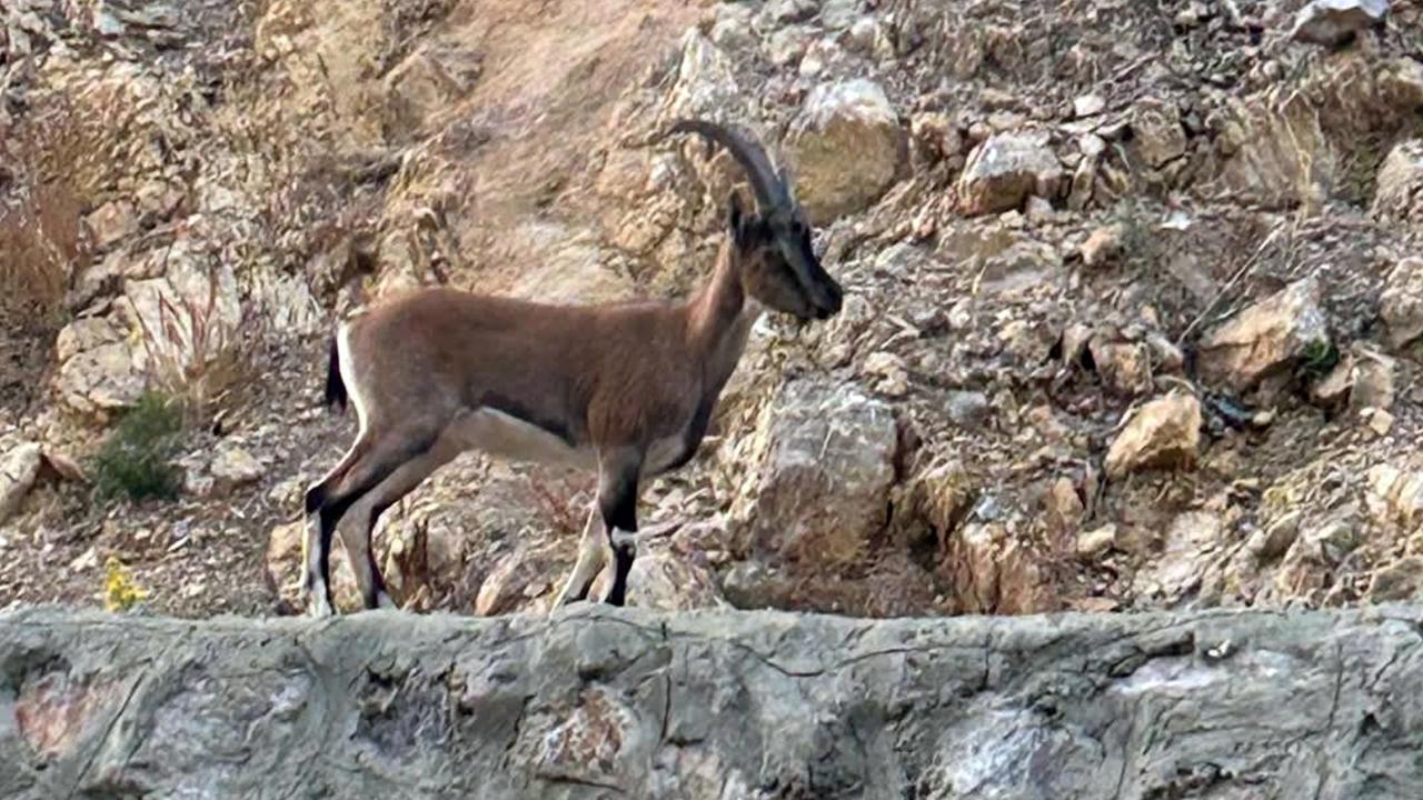 Yaban keçisini avlayan kişiye rekor ceza!