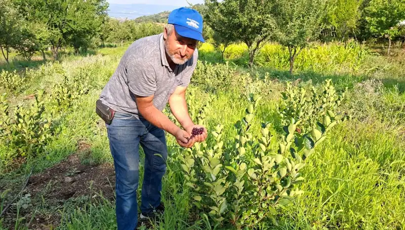 3 Yıl Önce Ektikleri Fidanlar İlk Meyvelerini Verdi: Kilosu 200 Lira!