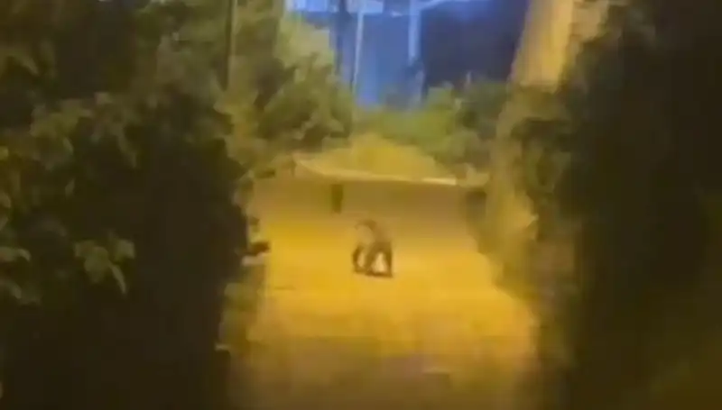 Gümüşhane'de Şehir Merkezine İnen Ayı, Vatandaşları Korkuttu