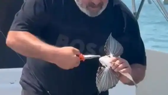 Saros Körfezi'nde Nadir Görülen Kırlangıç Balığı Oltaya Takıldı