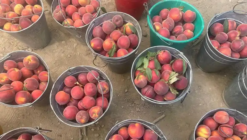 Çiftçiler Sevinçle Hasatlarını Topluyor, Fiyatlar Hızla Yükseliyor!