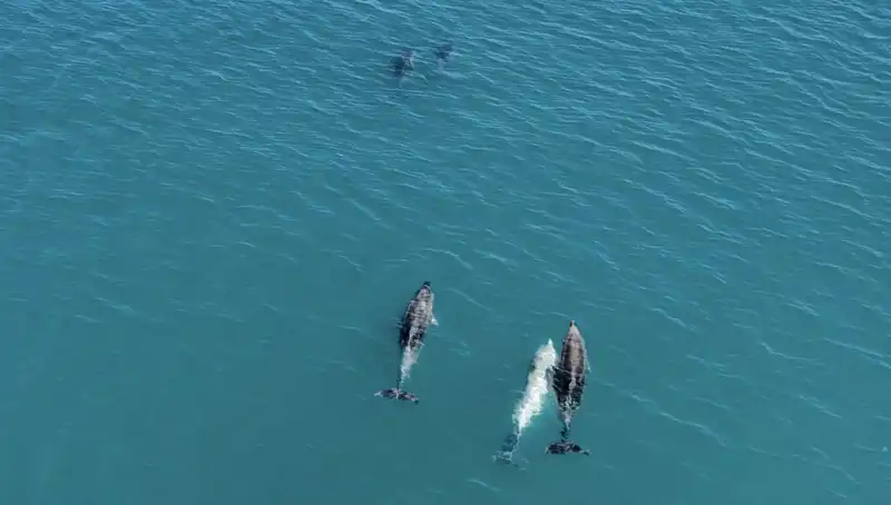 Karadeniz'de Drone ile Yakalanan Yunusların Sıradışı Dansı