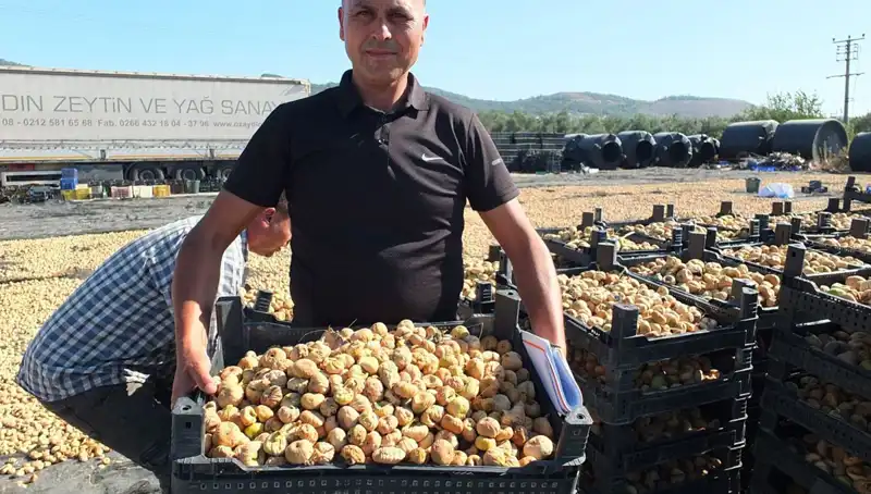 Balıkesir'de Hasat Dönemi: Çin ve Rusya'ya İhracat Fırsatları