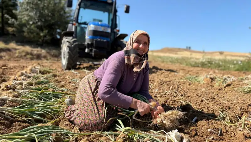 Selenyum Mucizesi: Tarladaki Değer, Bin 200 Liradan Tüketiciye Ulaşıyor!