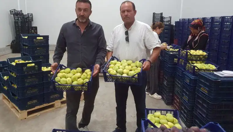 Mersinli Çiftçi Şimdi Daha Mutlu: Domatesler İhraç Ediliyor!